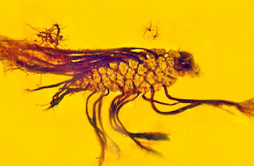 Fossil named Amber after being called a once-in-a-lifetime plant